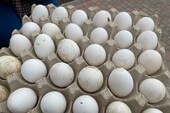 Фото: Запорожское агентство новостей