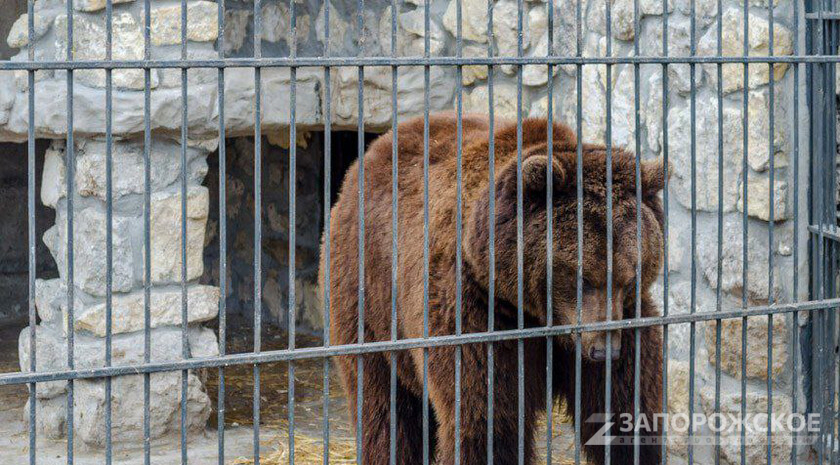 Фото: Запорожское агентство новостей