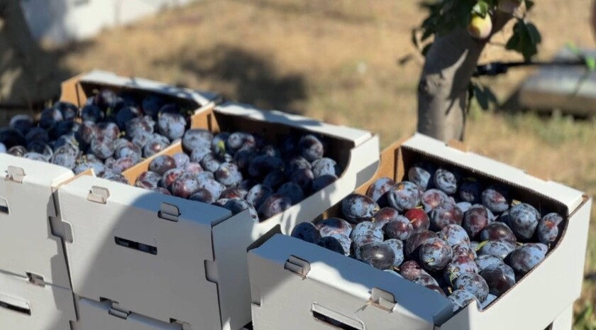 Фото: Министерство АПК и продовольственной политики Запорожской области