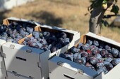 Фото: Министерство АПК и продовольственной политики Запорожской области
