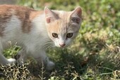 Фото: ГБУ ЗО "Ветеринарный центр"