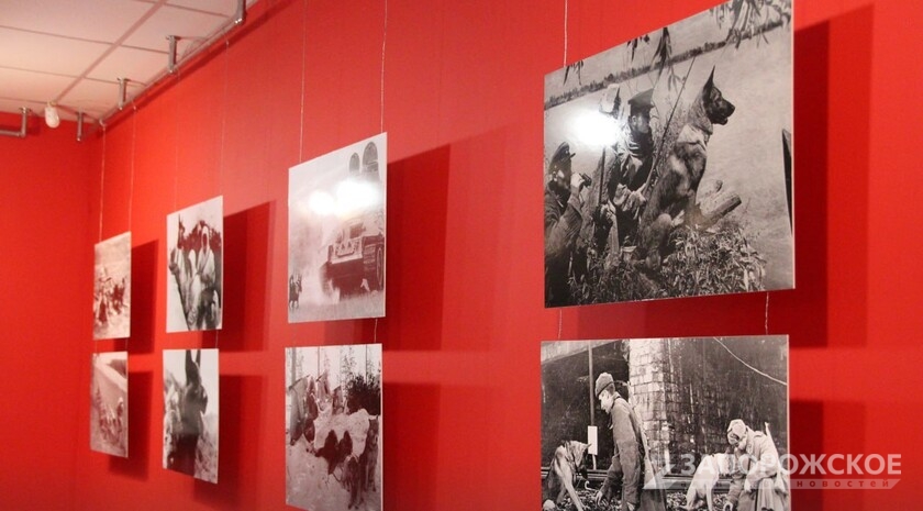 Фото: Запорожское агентство новостей