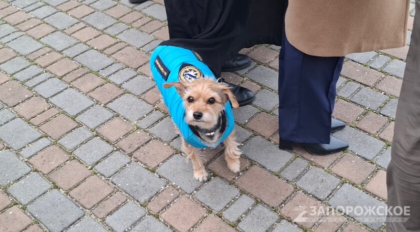 Фото: Запорожское агентство новостей